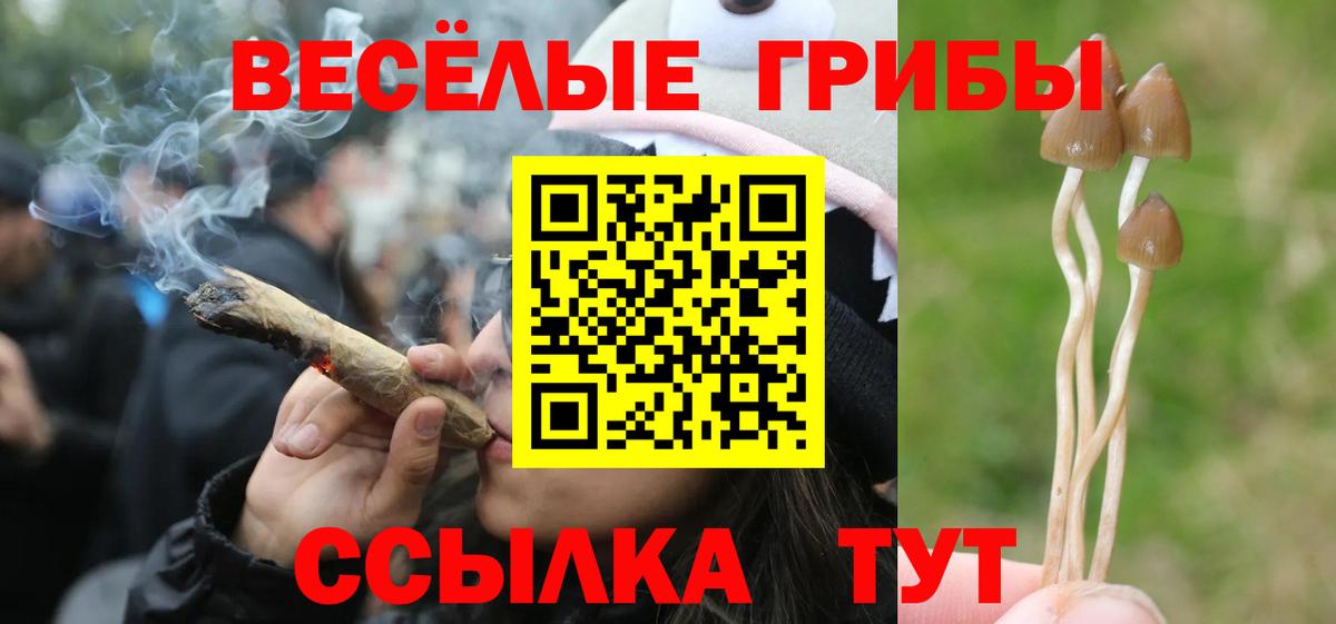 Грозный  Галлюциногенные грибы Psilocybine cubensis  Вход с VPN 